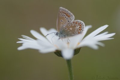 Icarusblauwtje - Common Blue - Polyommatus icarus