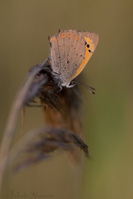 Kleine Vuurvlinder - Small Copper - Lycaena phlaeas