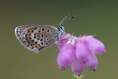 Heideblauwtje - Silver-studded Blue - Plebejus argus