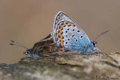 Heideblauwtje - Silver-studded Blue - Plebejus argus