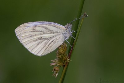 Klein Geaderd Witje - Green-veined White - Pieris napi