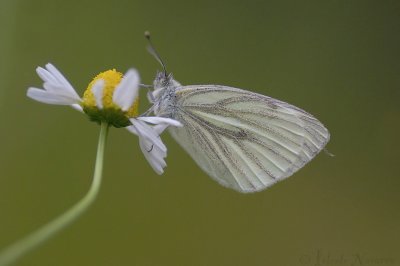 Klein Geaderd Witje - Green-veined White - Pieris napi