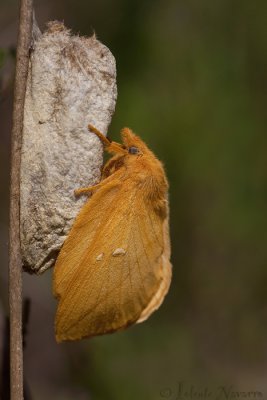 Rietvink -  Drinker - Euthrix Potatoria