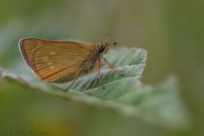 Groot Dikkopje - Large Skipper - Ochlodes faunus