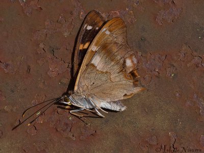 Kleine Weerschijnvlinder - Lesser Purple Emperor -Apatura ilia