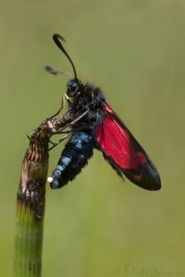 Sint Jansvlinder - Six-spot Burnet - Zygaena filipendulae