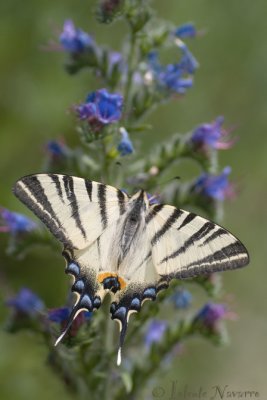 Koningspage - Scarce Swallowtail - Iphiclides podallirius