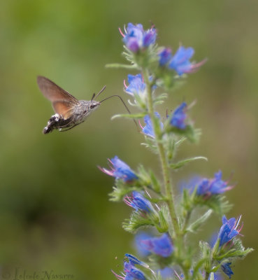 Kolibrievlinder - Hummingbird Hawk Moth - Macroglossum stellatarum