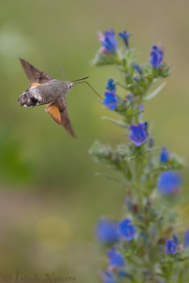 Kolibrievlinder - Hummingbird Hawk Moth - Macroglossum stellatarum