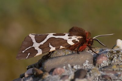 Grote Beer - Garden Tiger Moth  - Arctia caja