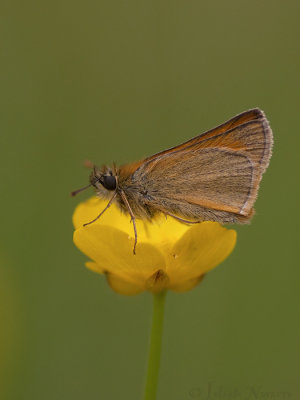 Geelsprietdikkopje - Small Skipper - Thymelicus sylvestris