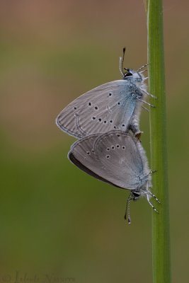 Dwergblauwtje - Small Blue - Cupido minimus