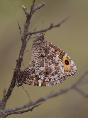 Heivlinder - Grayling - Hipparchia semele