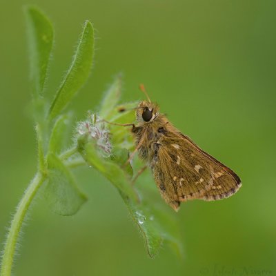 Kommavlinder - Silver-spotted Skipper - Hesperia comma