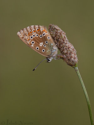 Bleek Blauwtje - Chalkhill Blue - Polyommatus coridon