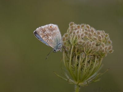 Bleek Blauwtje - Chalkhill Blue - Polyommatus coridon