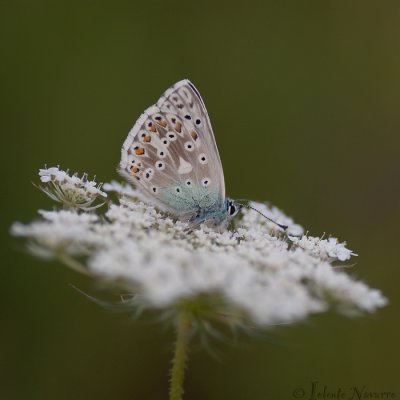 Bleek Blauwtje - Chalkhill Blue - Polyommatus coridon