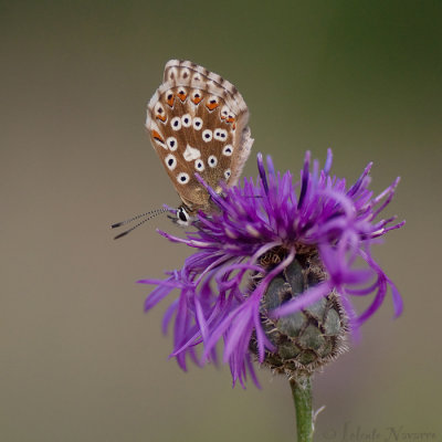 Bleek Blauwtje - Chalkhill Blue - Polyommatus coridon