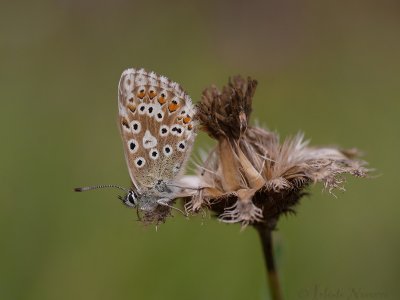 Bleek Blauwtje - Chalkhill Blue - Polyommatus coridon