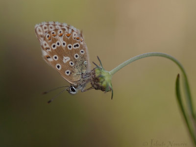 Bleek Blauwtje - Chalkhill Blue - Polyommatus coridon