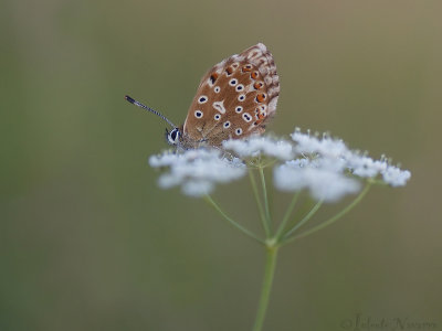 Bleek Blauwtje - Chalkhill Blue - Polyommatus coridon