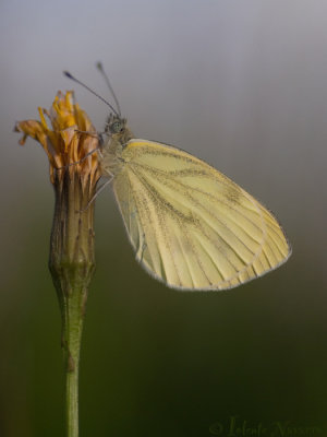 Klein Geaderd Witje - Green-veined White - Pieris napi