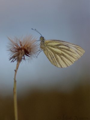 Klein Geaderd Witje - Green-veined White - Pieris napi