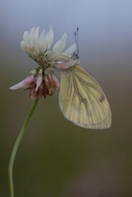 Klein Geaderd Witje - Green-veined White - Pieris napi