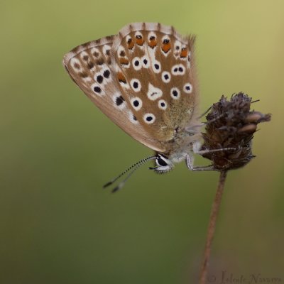 Bleek Blauwtje - Chalkhill Blue - Polyommatus coridon