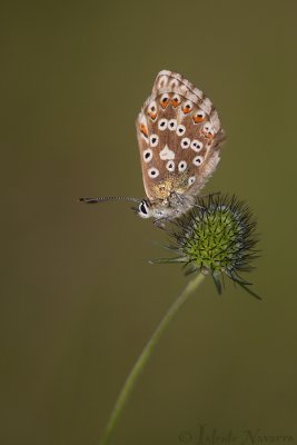 Bleek Blauwtje - Chalkhill Blue - Polyommatus coridon