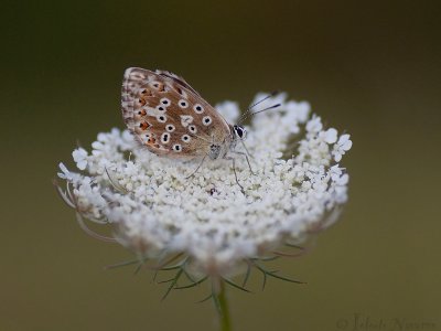 Bleek Blauwtje - Chalkhill Blue - Polyommatus coridon