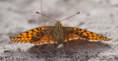 Duinparelmoervlinder - Niobe Fritillary - Argynnis niobe