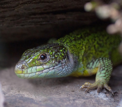 Westelijke Smaragdhagedis  -Western Green Lizard - Lacerta bilineata