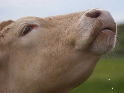 Rund - Cow - Bos taurus