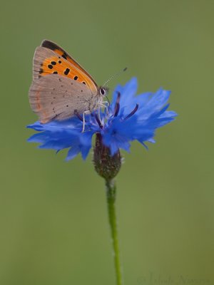 Kleine Vuurvlinder - Small Copper - Lycaena phlaeas