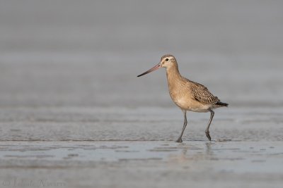 Rosse Grutto - Bar-tailed Godwit - Limosa lapponica