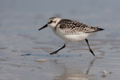 Drieteenstrandloper - Sanderling - Calidris alba