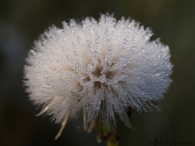 Melkdistel - Sonchus oleraceus