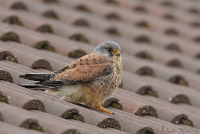 Torenvalk - Common Kestrel - Falco tinnunculus