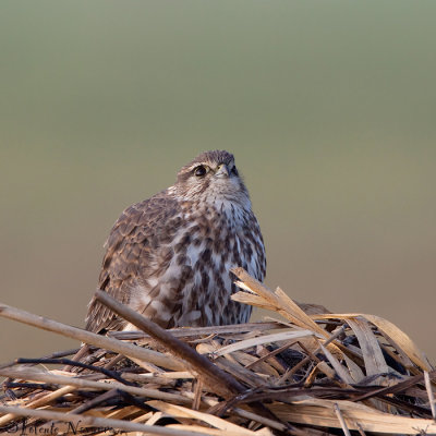 Smelleken - Merlin - Falco columbarius