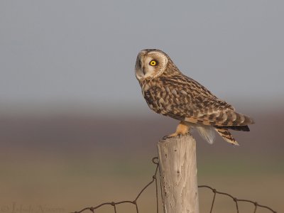 Velduil - Short-eared Owl - Asio flammeus