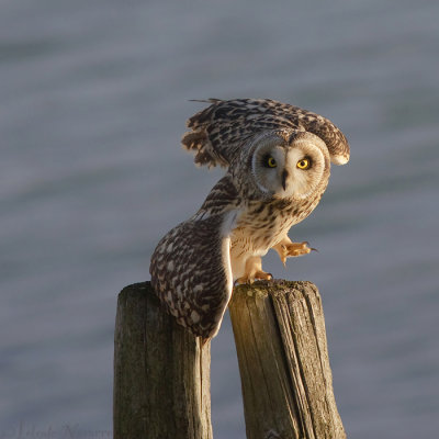 Velduil - Short-eared Owl - Asio flammeus