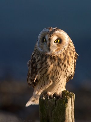 Velduil - Short-eared Owl - Asio flammeus