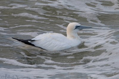 Jan van Gent - Northern Gannet - Morus bassanus