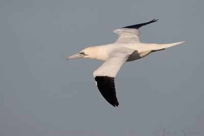 Jan van Gent - Northern Gannet - Morus bassanus