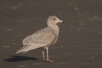 Grote Burgemeester - Glaucous Gull - Larus hyperboreus