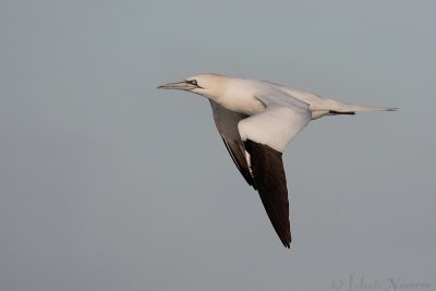 Jan van Gent - Northern Gannet - Morus bassanus