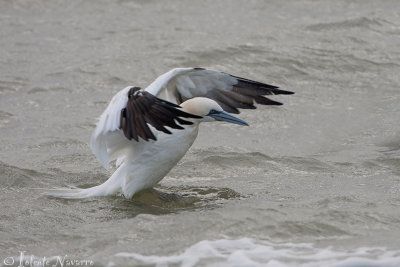 Jan van Gent - Northern Gannet - Morus bassanus