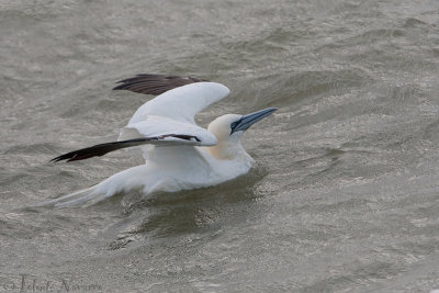 Jan van Gent - Northern Gannet - Morus bassanus	