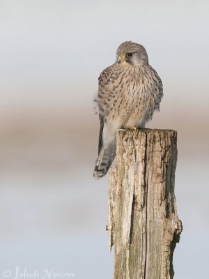 Torenvalk - Common Kestrel - Falco tinnunculus
